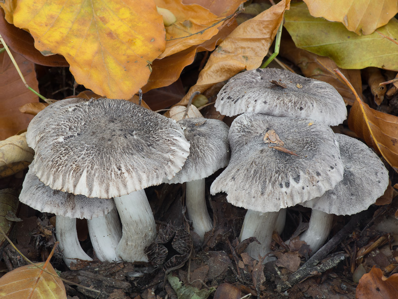 Tricholoma orirubens